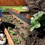 Tik vienas laistymas: kaip apsaugoti braškes nuo kenkėjų ir šaknų