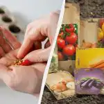 Tokios sėklos nesudygs net ir tobulai prižiūrint: į ką atkreipti