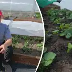 Tręšti braškes pavasarį: derlių mažinanti klaida