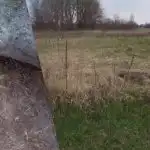 Ukrainietė parodė, kaip visam laikui iš sklypo pašalinti kviečių žolę: