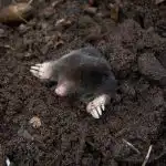 Užvirinkite ir supilkite ant kauburėlio: kurmiai tuoj pabėgs iš vietos