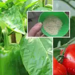 Vienas šaukštas – derlius padidės 10 kartų: ką dėti į