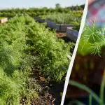 Vienintelis būdas gauti vešlių krapų: ką šalia sodinti ir kaip