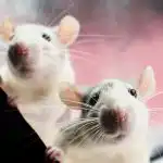 Žiurkės bijo vieno produkto: paprasto būdo „paprašyti“ graužikų iš jūsų